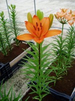 [1680 Caluroso DJ No02.JPG]